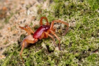La Dysdre arme. Une femelle Araigne (Araneae - Dysderidae - Dysdera crocata)